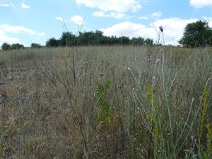 Pohľad na Xeroloma cylindracea 